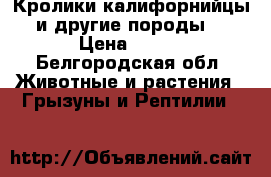 Кролики калифорнийцы и другие породы. › Цена ­ 250 - Белгородская обл. Животные и растения » Грызуны и Рептилии   